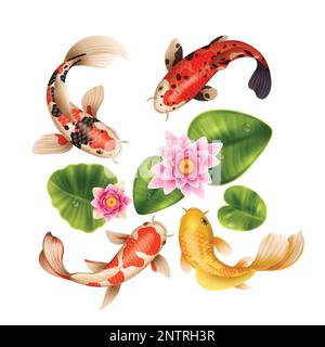 Composition réaliste de poissons koi avec vue de dessus de lac eau lys fleurs feuilles et illustrations vectorielles de poissons exotiques Illustration de Vecteur