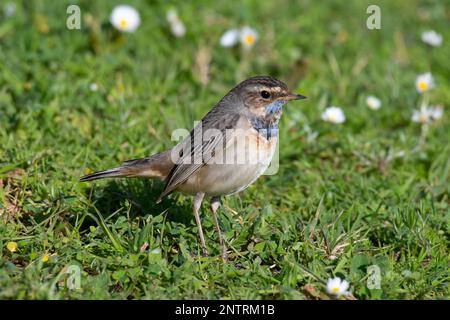 Le Bluethroat mâle (Luscinia svecica) au sol au soleil, en Algarve au Portugal. Banque D'Images