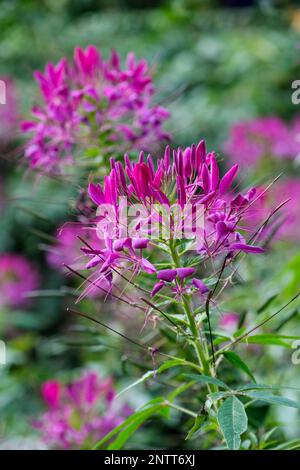 Cleome hassleriana Cherry Queen, Spider Plant, araignée-comme des fleurs roses avec des étamines proéminentes Banque D'Images