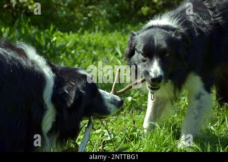 Deux collies Border jouant avec un bâton dans un jardin, avec de l'herbe et des feuilles Banque D'Images