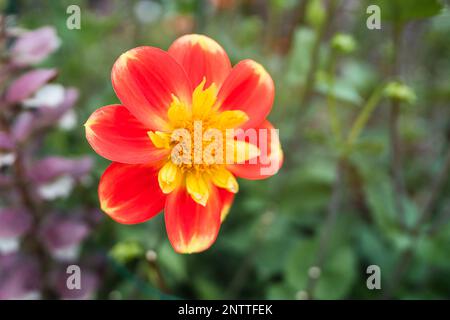 Gros plan d'une ampoule Dahlia de Collorette orange dans un jardin Banque D'Images