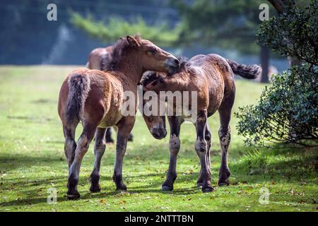 Foals sauvages jouant gratuitement dans les champs verts du Parc naturel d'Urkiola, province de Vizcaya, pays basque, Espagne Banque D'Images