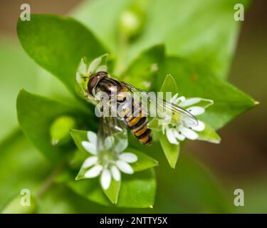 Marmelade survol de la mauvaise herbe commune, Episyrphus balteatus Banque D'Images