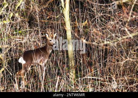 Chevreuil du ROE Nom scientifique: Capreolus capreolus, bien camouflé dans les bois au début du printemps Banque D'Images