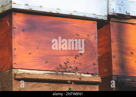Vue d'été de la production rurale d'apiculture et de miel dans les pays de la péninsule des Balkans, colonie de ruches d'abeilles, essaim d'abeilles dans la ruche dans une campagne, multicolou Banque D'Images