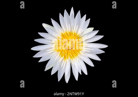 Fleur de lotus blanche sur fond noir. Isoler Banque D'Images