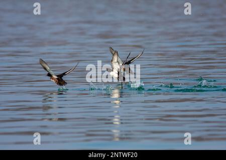 Sauvagine en mouvement dans l'eau, canard touffeté, Aythya fuligula Banque D'Images