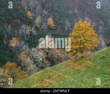 Un chêne unique aux couleurs automnales sur une colline herbeuse à Ancares Cervantes Lugo Galice Banque D'Images