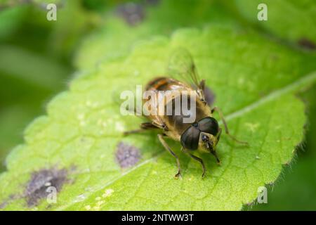 Un drone commun survole une feuille, Eristalis Tenax Banque D'Images