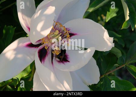 Paeonia suffruticosa grandit dans le jardin. Plante blanche, fleurs. Cultivé pour ses fleurs romantiques. Banque D'Images