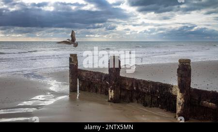 Un mouette part du bout d'une groyne en bois sur la plage de Bognor Regis, West Sussex, Royaume-Uni Banque D'Images