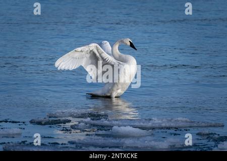 Un cygne de Trumpeter étire ses ailes au coucher du soleil sur la baie de Spike Horn située dans le centre-est du comté de Door, Wisconsin. Les cygnes sont un site très commun ici. Banque D'Images