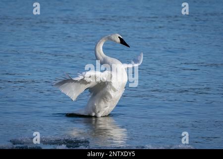 Un cygne de Trumpeter étire ses ailes au coucher du soleil sur la baie de Spike Horn située dans le centre-est du comté de Door, Wisconsin. Les cygnes sont un site très commun ici. Banque D'Images