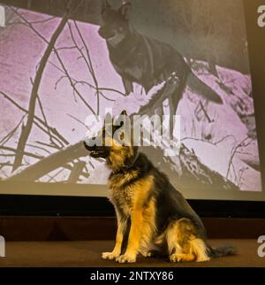 Hippodrome Cinema, Bo'Ness, Écosse, Royaume-Uni, 28 février 2023. Hippodrome Silent film Festival: Le programme HippFest 2023 célèbre le centenaire du début de l'écran de Rin Tin Tin, où le Nord commence (1923) à être projeté au festival; Kuna, un Berger allemand de style alsacien, pose devant l'écran de l'Hippodrome avec des photos de Rin Tin Tin Tin. Crédit : Sally Anderson/Alay Live News Banque D'Images