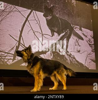 Hippodrome Cinema, Bo'Ness, Écosse, Royaume-Uni, 28 février 2023. Hippodrome Silent film Festival: Le programme HippFest 2023 célèbre le centenaire du début de l'écran de Rin Tin Tin, où le Nord commence (1923) à être projeté au festival; Kuna, un Berger allemand de style alsacien, pose devant l'écran de l'Hippodrome avec des photos de Rin Tin Tin Tin. Crédit : Sally Anderson/Alay Live News Banque D'Images