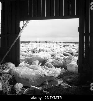 Catastrophe naturelle en 1940s. Au début de l'été 20-23 mai 1944, l'eau de la rivière Torne älv a inondé en raison d'une masse de glace qui a étouffé l'eau 3,5 mètres plus haut que la normale. Les conséquences ont été graves. Sur les terrains environnants, des mètres de glace ont été laissés derrière lorsque l'eau s'est écoulée et a détruit les bâtiments de la ferme et couvrant les champs. Le village de Korpikylä près de Skogskärr et une vue d'un hangar détruit sur les blocs de glace couvrant les champs. Kristoffersson réf. H117-5 Banque D'Images