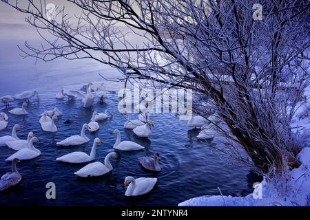 Cygnes Whopper (Cygnus cygnus) dans le lac Mashu,Parc National de Akan Hokkaido,Japon, Banque D'Images