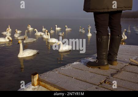 Le Whopper et touristique de cygnes (Cygnus cygnus) dans le lac Mashu,Parc National de Akan Hokkaido,Japon, Banque D'Images