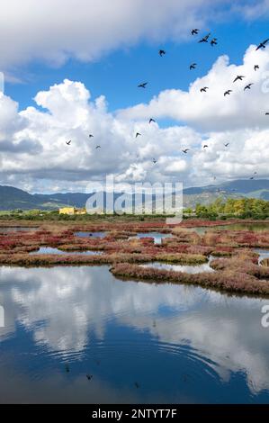 La réserve naturelle de la Laguna di Nora, Sardaigne, Italie Banque D'Images