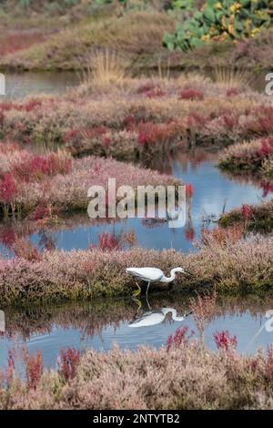 Un héron reflétant dans les eaux claires de la réserve naturelle de la Laguna di Nora, Sardaigne, Italie Banque D'Images