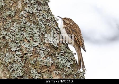 Treecreeper (Certhia familiaris) sur le tronc d'arbre couvert de lichen Suffolk UK GB février 2023 Banque D'Images