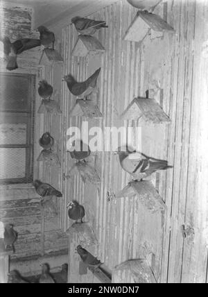 L'armée suédoise en WW2. Intérieur d'un loft de pigeon. Les pigeons de guerre ont été utilisés par l'armée suédoise pendant la Seconde Guerre mondiale Les pigeons transportait des messages d'un endroit à l'autre souvent un morceau de papier dans un petit contenant en métal attaché à sa jambe. Les pigeons domestiques ont été manipulés et entraînés par une unité spéciale de l'armée suédoise. Les pigeons domestiques ont joué un rôle essentiel dans l'invasion de la Normandie, car les radios ne pouvaient pas être utilisées par crainte que l'ennemi intercepte des informations vitales. Suède décembre 1940. Kristoffersson réf. 184-20 Banque D'Images