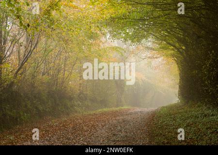 Catford Lane bordée de hedgebank de hêtre en automne près de Dulverton dans le parc national d'Exmoor, Somerset, Angleterre. Banque D'Images