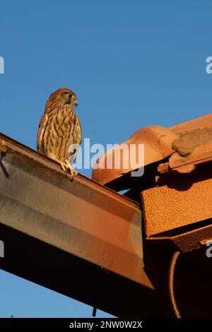 Femelle de Kestrel commun (Falco tinnunculus) debout sur les tuiles de toit d'une maison dans le village Banque D'Images