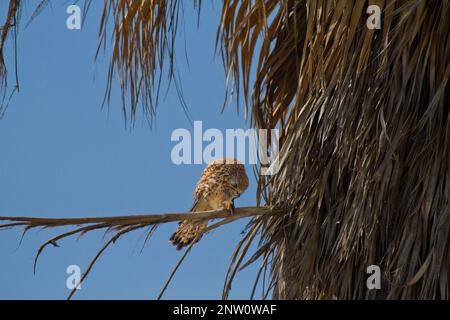 Le kestrel commun (Falco tinnunculus) se nourrit de lézard Banque D'Images