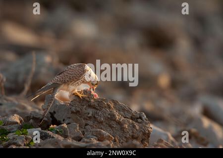 La femelle de kestrel commun (Falco tinnunculus) s'est nourrie sur une souris qu'il chasse Banque D'Images