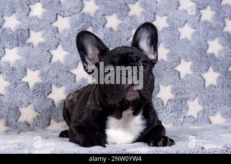 Un chiot de boudogue français est allongé sur le canapé et regarde attentivement l'appareil photo. Banque D'Images