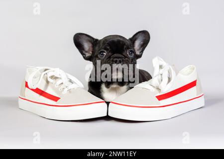 Petit chien de taureau français avec des bottes sur fond gris. Le concept des activités sportives, des promenades dans le Parc dans la nature. Banque D'Images