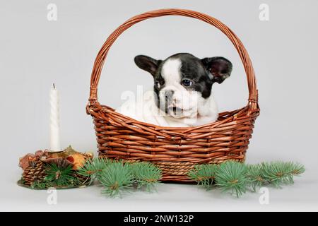 Mignon petit chien de taureau français assis dans un panier avec des boules tinsel et élégantes. Le concept de Noël et de cadeaux. Banque D'Images