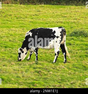 Un bétail normand dans un champ de pâturage herbe. Banque D'Images