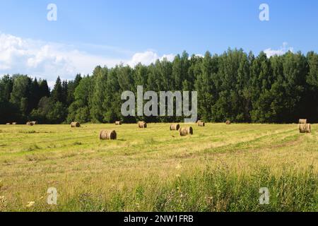 Prairie verte avec balles de foin. Fenaison dans la campagne, paysage pittoresque. Banque D'Images