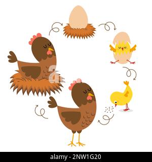 Cycle de vie du poulet. Éclosion et processus de croissance du poulet. Stades de croissance du poulet de l'œuf à la poule et de l'oiseau-mère adulte. Illustration de Vecteur