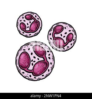 Leucocytes neutrophiles, globules blancs isolés sur fond blanc. Illustration de vecteur de microbiologie scientifique dessiné à la main dans un style d'esquisse Illustration de Vecteur