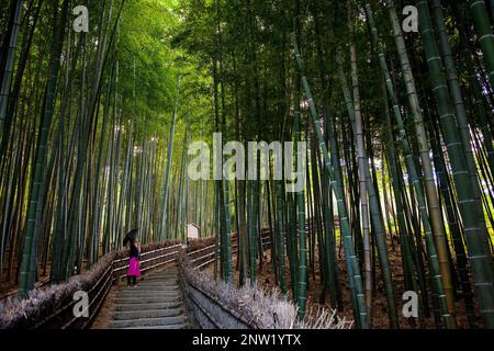 Forêt de bambous, à Adashino Nembutsu ji Arashiyama, Kyoto , Banque D'Images