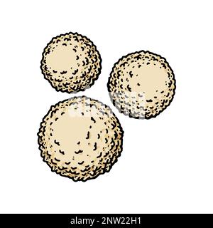Globules blancs de leucocytes isolés sur fond blanc. Illustration de vecteur de microbiologie scientifique dessiné à la main dans un style d'esquisse Illustration de Vecteur