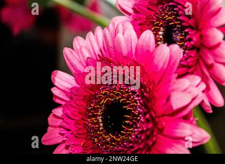 Un gros plan de deux belles fleurs de Barberton rose (Gebera Jamesonii) avec un arrière-plan flou Banque D'Images