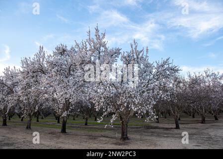 Vue panoramique de fleurs d'amandier dans la région de orchard dans le début du printemps en hivers, en Californie, USA, et comprennent également le système d'irrigation Banque D'Images