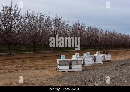 Rangée de ruches dans un verger d'amandiers prêt à germer au début du printemps, placé pour la pollinisation Banque D'Images
