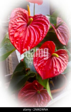 Nouveau, Age-Defing, ère numérique, qualité supérieure, accrocheur, Image originale, haute résolution, à trou d'épingle d'un portrait de fleur d'Anthurium toujours populaire Banque D'Images