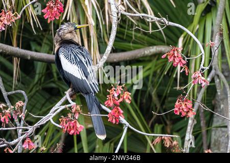 Anhinga de Floride (également connu sous le nom d'oiseau de serpent ou de dard américain) perchée parmi les fleurs roses au parc Bird Island à Ponte Vedra Beach, en Floride. (ÉTATS-UNIS) Banque D'Images