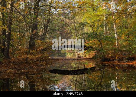 Le Mühlenteich (étang du moulin) au château de Dammsmühle en automne, état fédéral de Brandebourg - Allemagne Banque D'Images