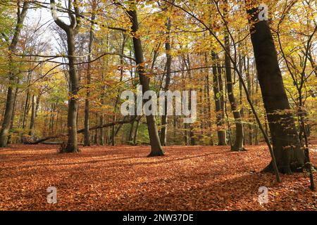 Le Mühlenteich (étang du moulin) au château de Dammsmühle en automne, état fédéral de Brandebourg - Allemagne Banque D'Images