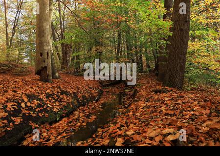 Le Mühlenteich (étang du moulin) au château de Dammsmühle en automne, état fédéral de Brandebourg - Allemagne Banque D'Images