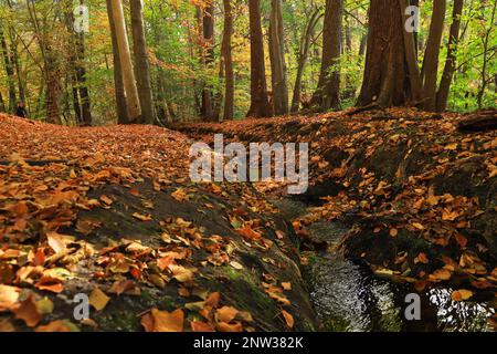 Le Mühlenteich (étang du moulin) au château de Dammsmühle en automne, état fédéral de Brandebourg - Allemagne Banque D'Images