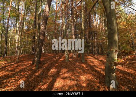 Le Mühlenteich (étang du moulin) au château de Dammsmühle en automne, état fédéral de Brandebourg - Allemagne Banque D'Images