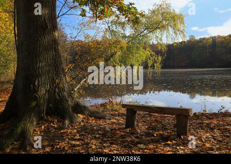 Un banc en bois au Mühlenteich (étang du moulin) au château de Dammsmühle en hiver, état fédéral de Brandebourg - Allemagne Banque D'Images